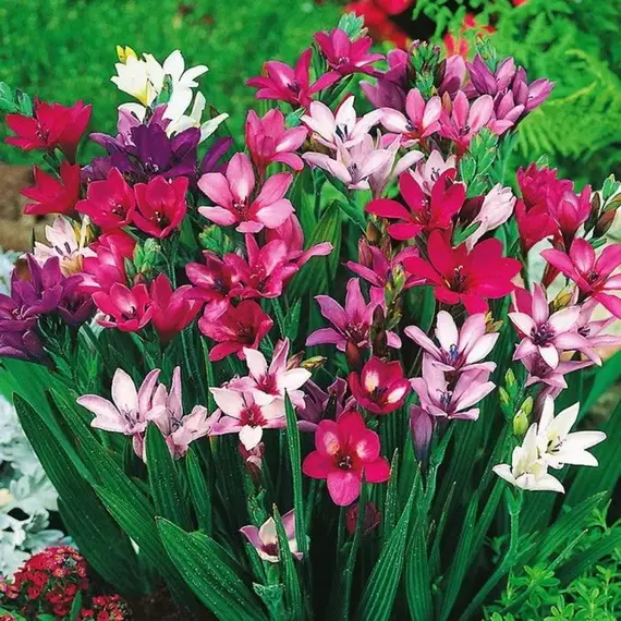 Бабиана прямая смесь окрасок, изображение 2