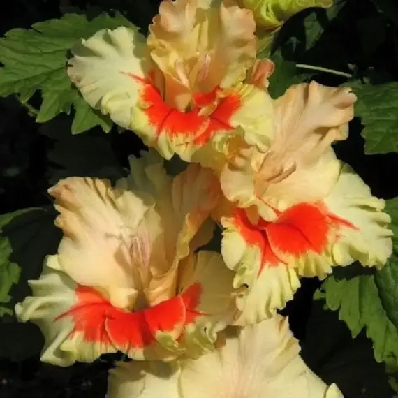 Гладиолус Бабье Лето, изображение 2