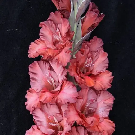 Гладиолус Бизон, изображение 2