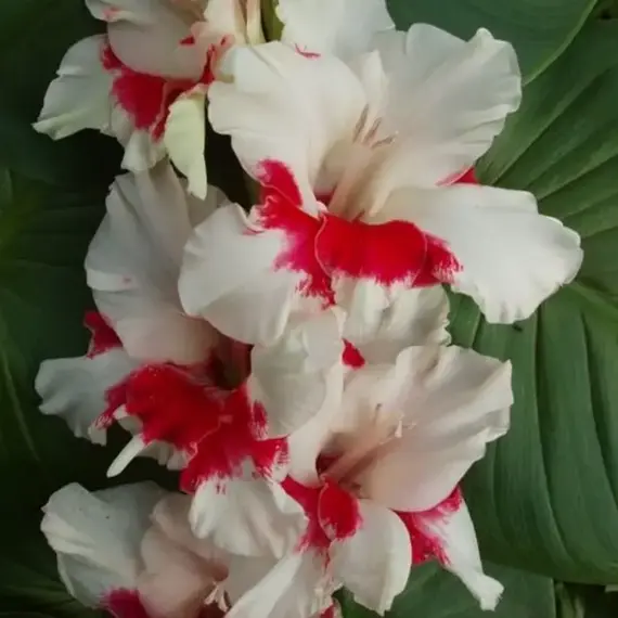 Гладиолус Весточка, изображение 3