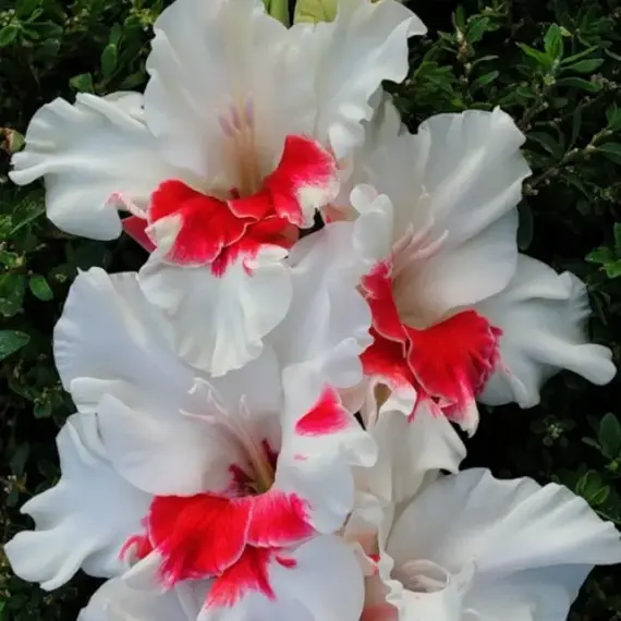 Гладиолус Весточка, изображение 2