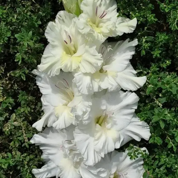 Гладиолус Дивинити, изображение 2