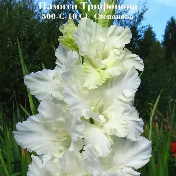 Гладиолус Памяти Трифонова, изображение 2