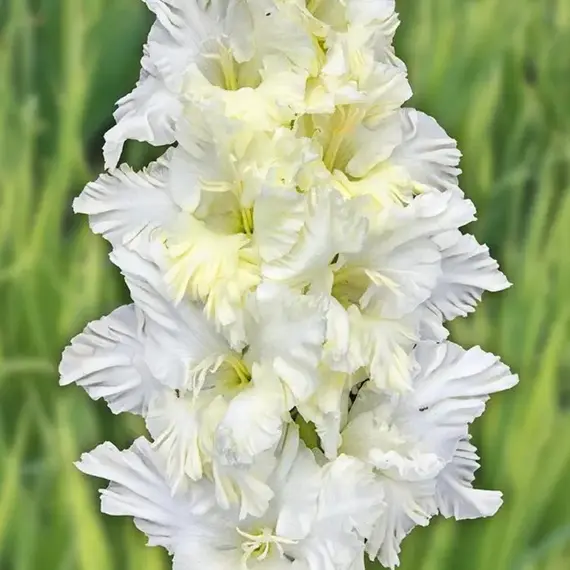 Гладиолус Сын Луны, изображение 2