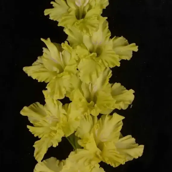 Гладиолус Зеленый Змий, изображение 2