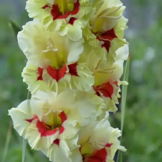 Гладиолус Рубин в изумруде, изображение 2