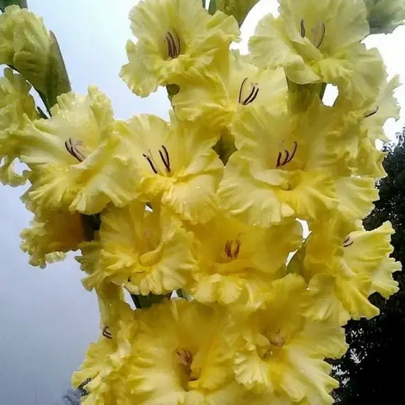 Гладиолус Голден Фентези, изображение 2