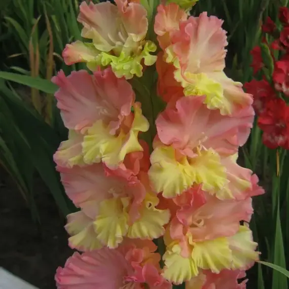 Гладиолус Эос, изображение 2