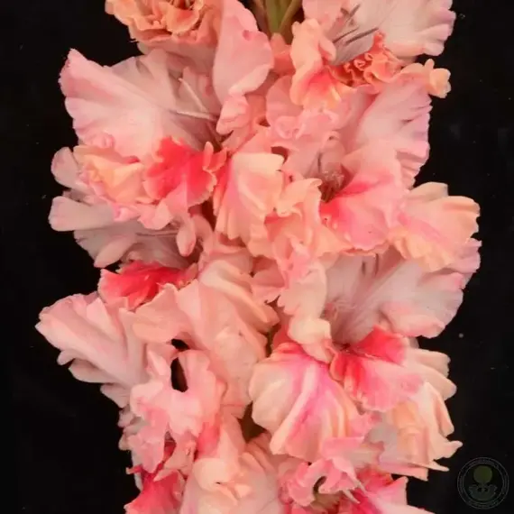 Гладиолус Рай в Шалаше, изображение 3