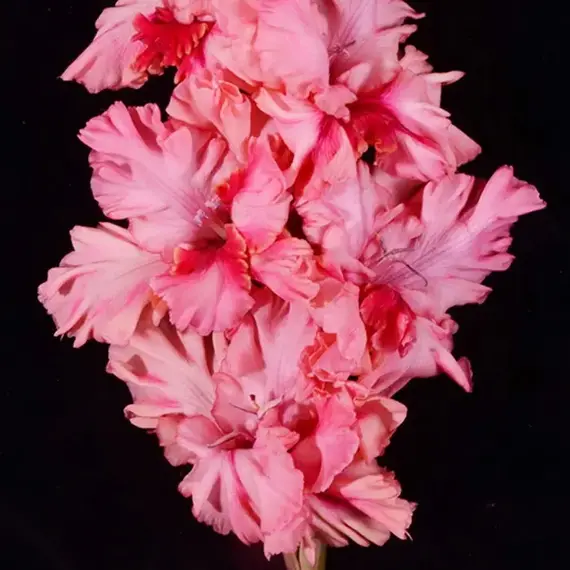 Гладиолус Рай в Шалаше, изображение 2