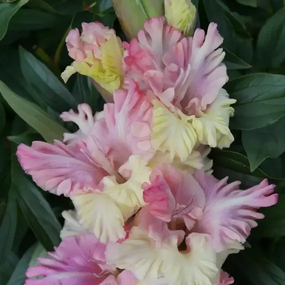 Гладиолус Жертва Гламура, изображение 2