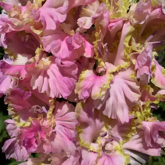 Гладиолус Сумасшедший День, изображение 2