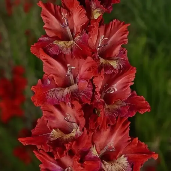 Гладиолус Горящий Абсент, изображение 3