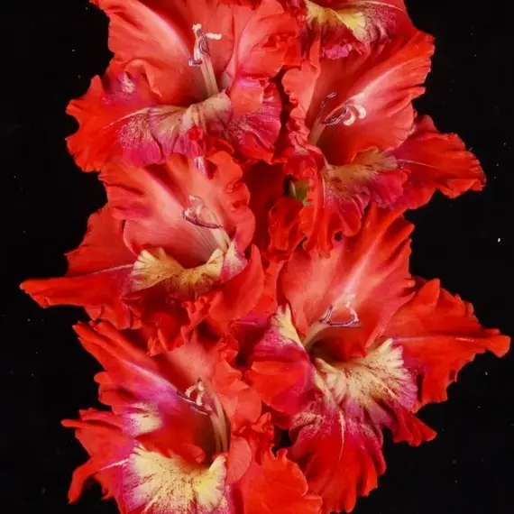 Гладиолус Горящий Абсент, изображение 2