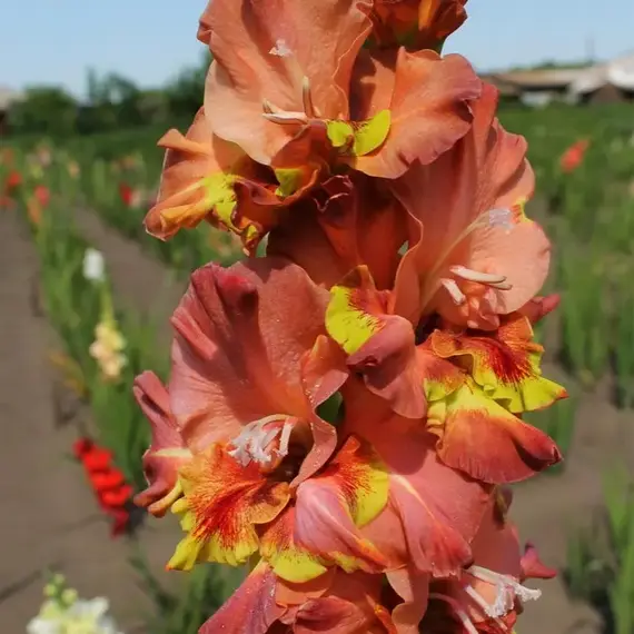 Гладиолус Билет на Транай, изображение 2