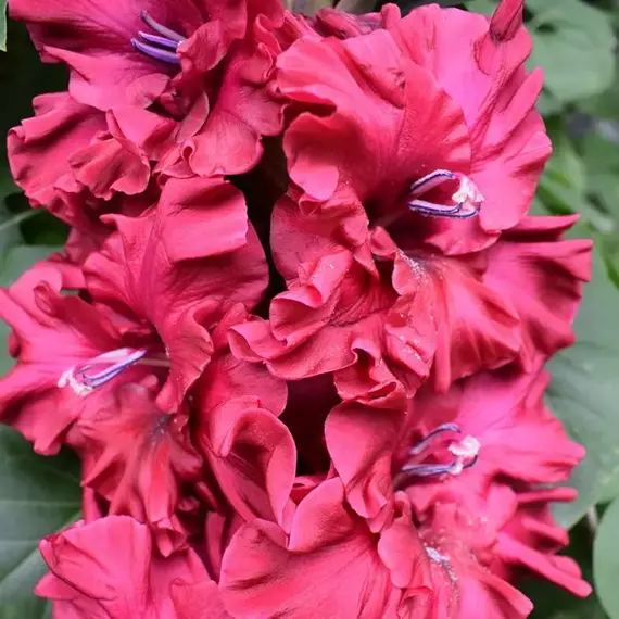 Гладиолус Кармен, изображение 3