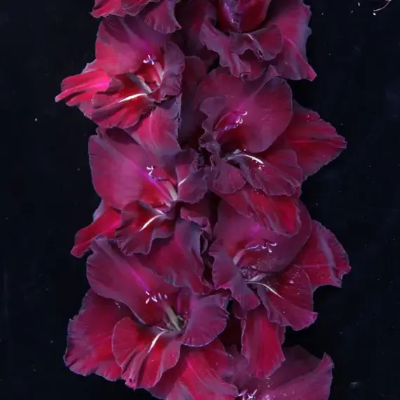 Гладиолус Кармен, изображение 2