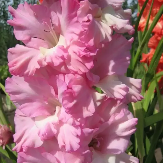 Гладиолус Легкое Дыхание, изображение 2