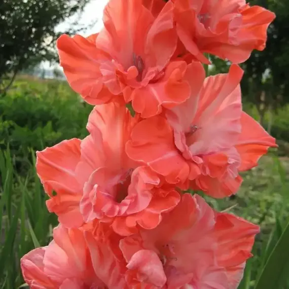 Гладиолус Малика, изображение 2