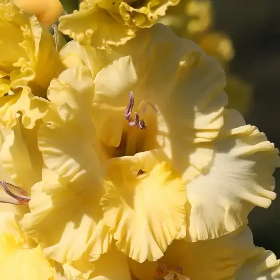 Гладиолус Маргарита, изображение 2