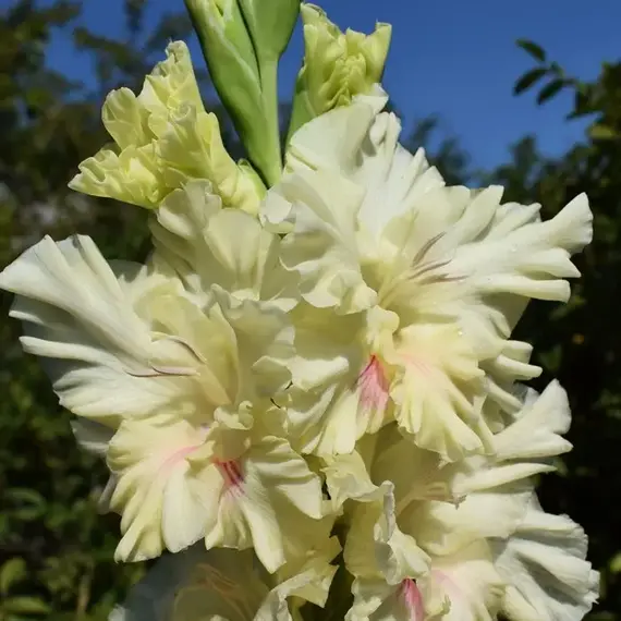 Гладиолус Нечаянная Радость, изображение 2