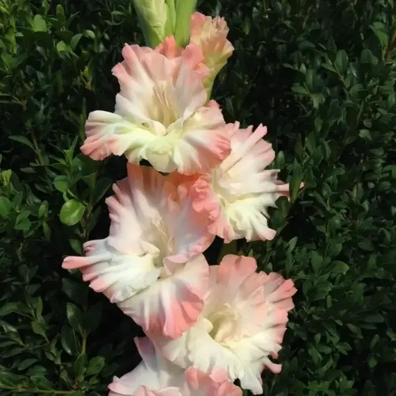 Гладиолус Русская Красавица, изображение 2