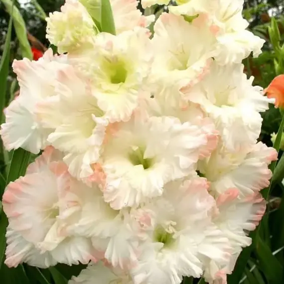 Гладиолус Русская Красавица, изображение 3