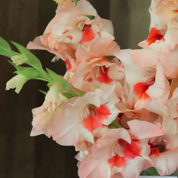 Гладиолус Улыбка Гагарина, изображение 3