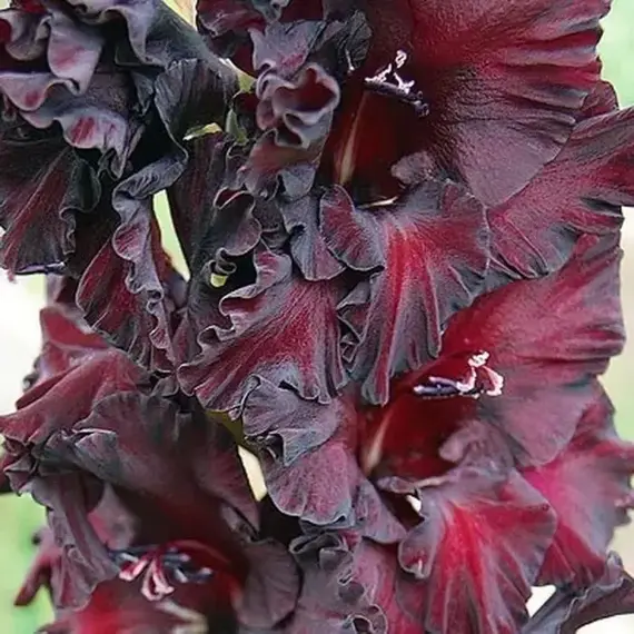 Гладиолус Черный Жемчуг, изображение 2