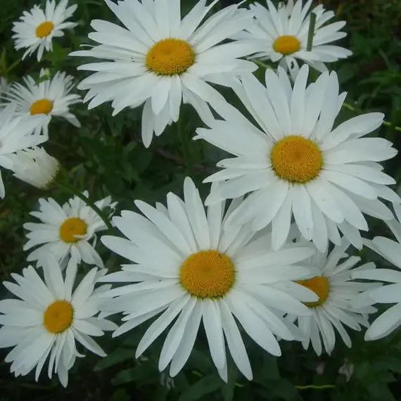 Нивяник наибольший Сильбер Принцесс, изображение 2