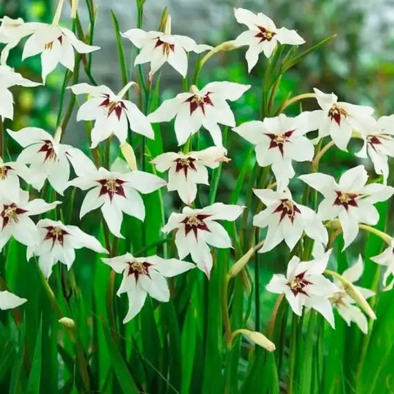 Ацидантера Мюриел, изображение 3