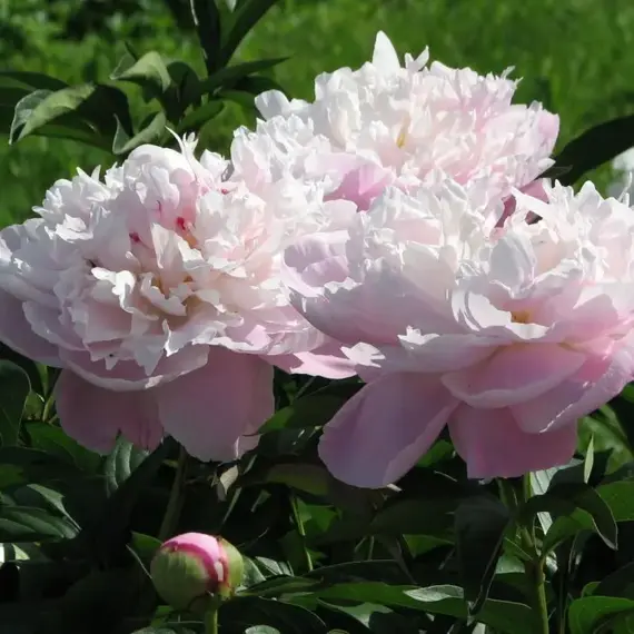 Пион молочноцветковый Леди Александра Дафф, изображение 2