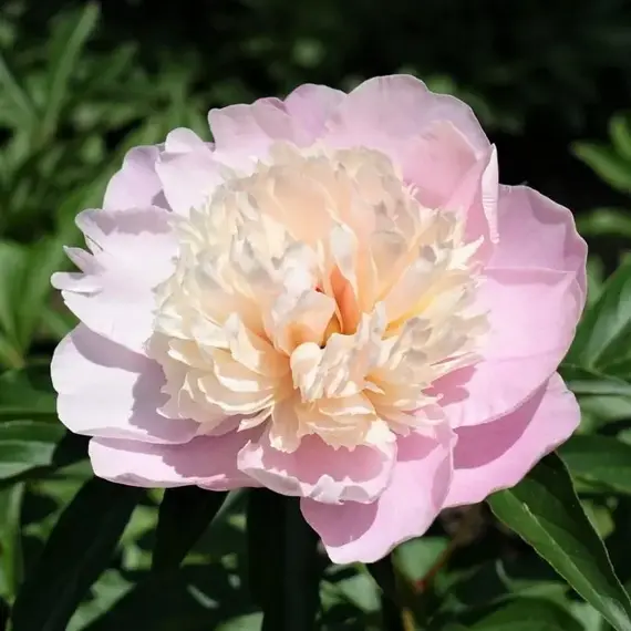 Пион молочноцветковый Леди Александра Дафф, изображение 3