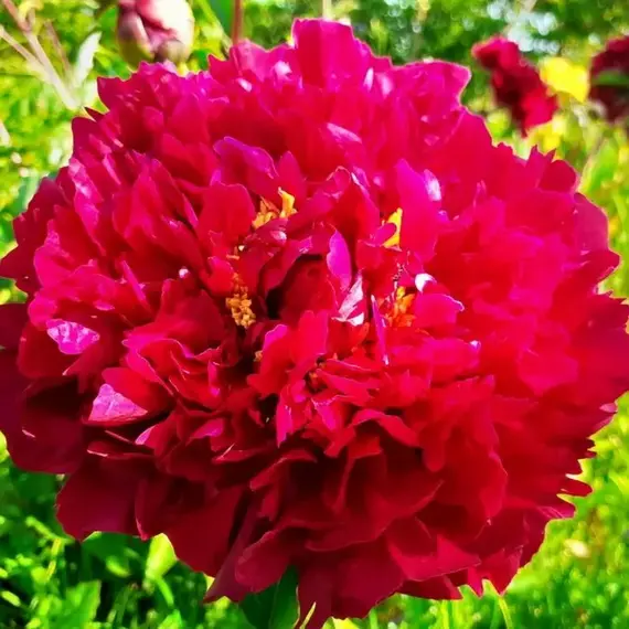 Пион молочноцветковый Маэстро, изображение 2
