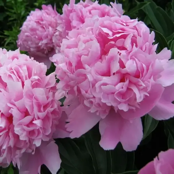 Пион молочноцветковый Месье Жюль Эли, изображение 3