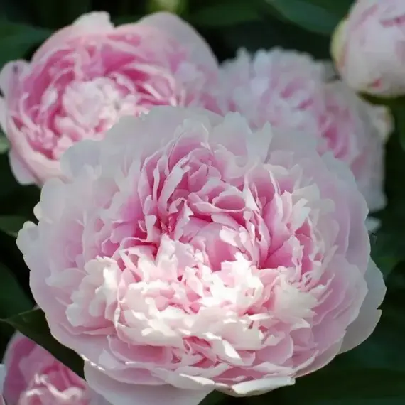 Пион молочноцветковый Монинг Кисс, изображение 2