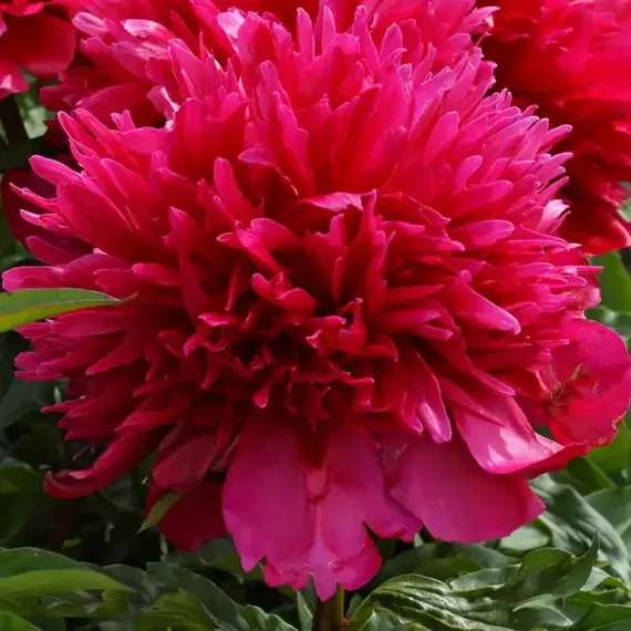 Пион молочноцветковый Мэни Хэппи Ритернз, изображение 3