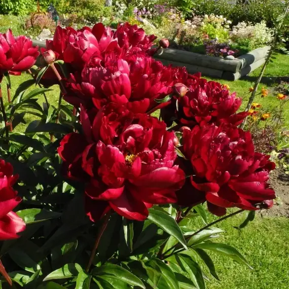 Пион молочноцветковый Петер Бранд, изображение 2