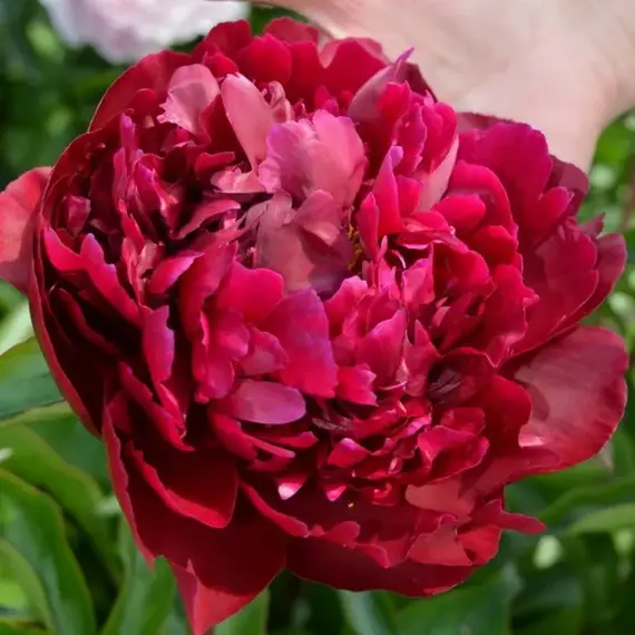 Пион молочноцветковый Петер Бранд, изображение 3