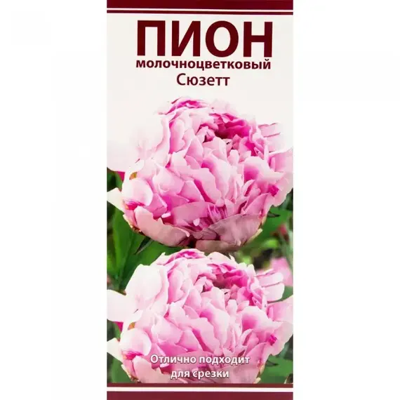 Пион молочноцветковый Сюзетт, изображение 2