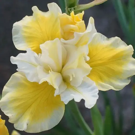 Ирис сибирский Йеллоу Тейл, изображение 2