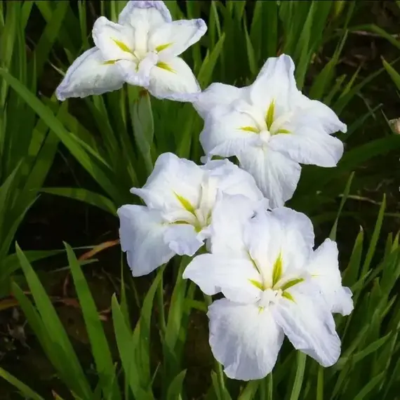 Ирис мечевидный Вайт Ледиз, изображение 2