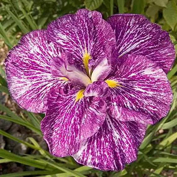 Ирис мечевидный Кийозуру, изображение 3