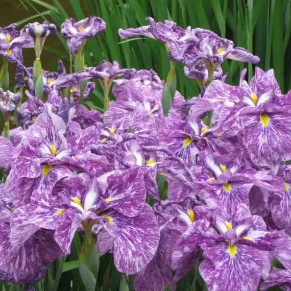 Ирис мечевидный Кийозуру, изображение 2