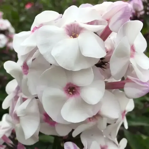 Флокс метельчатый Айс Крим, изображение 2