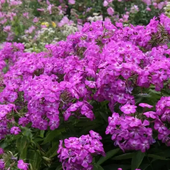 Флокс метельчатый Аметист, изображение 3