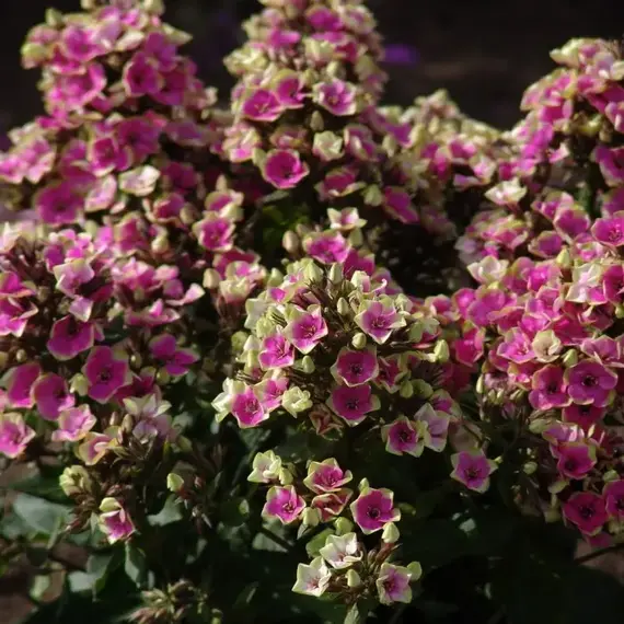 Флокс метельчатый Ауреоле, изображение 2