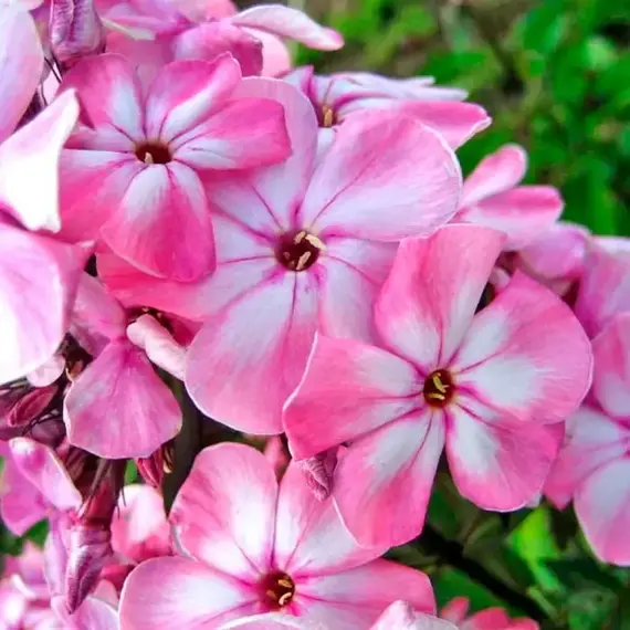 Флокс метельчатый Геркулес, изображение 2