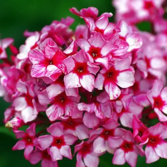 Флокс метельчатый Ред Карибиан, изображение 3