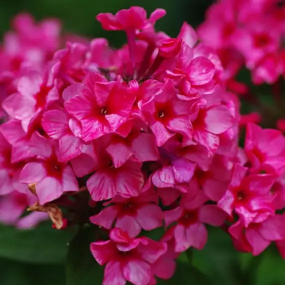 Флокс метельчатый Ред Карибиан, изображение 2